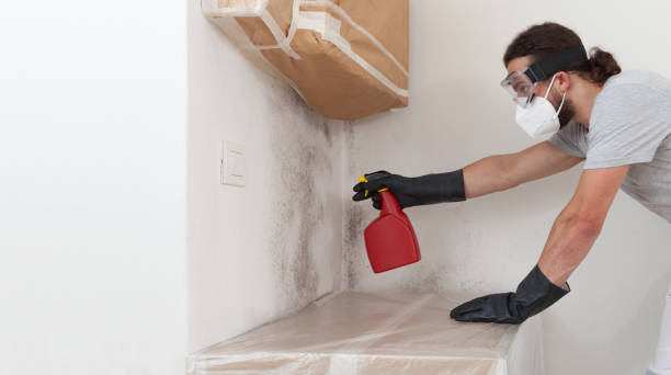 Professional Attic Mold Removal technician working in Thorndale, PA