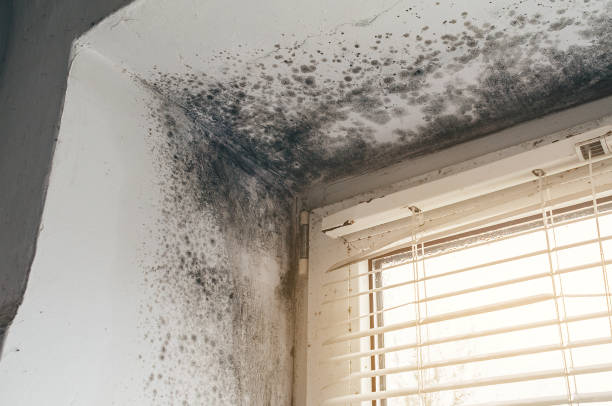 Trusted Attic Mold Removal service in Thorndale, PA - Cheap Mold Removal