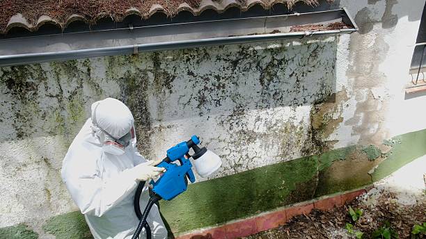 Trusted Black Mold Removal service in Thorndale, PA - Cheap Mold Removal